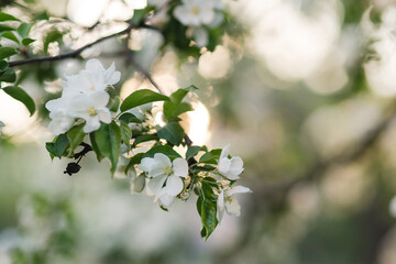 Closeup of a fruit tree with white blossom in spring. Beautiful nature background with copy space. Freshness, art, inspiration, beauty concept.