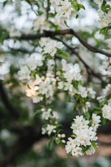 Closeup of a fruit tree with white blossom in spring. Beautiful nature background with copy space. Freshness, art, inspiration, beauty concept.
