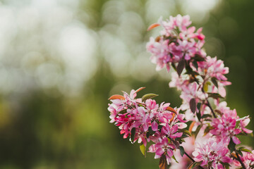 Closeup of a fruit tree pink blossom in spring. Beautiful nature background with copy space. Freshness, art, inspiration, beauty concept.