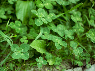 green clover leaves background with some parts in focus