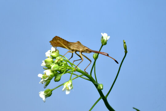 Close-up of a predatory bug sitting on a stalk of grass