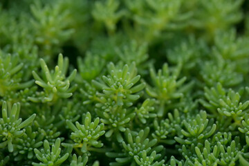 Background from succulents on a blurred background. Green exotic sedum Lizard. Selective focus.