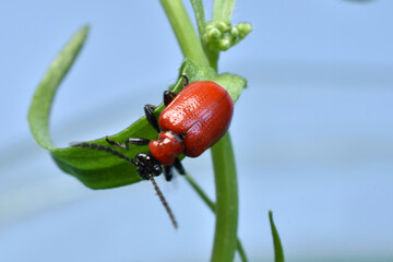 Red beetle firefighter on a stalk of grass