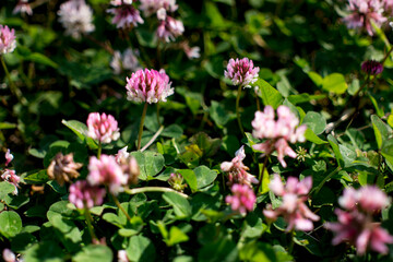 The flowers of clover blooming in a garden.