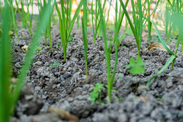 A harvest of garlic chives and pods in an organic Indian garden. Home grown green vegetable.