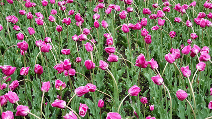Tulips in a flower bed, spring flowers