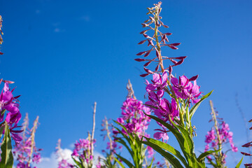 Blooming Willow herb, Ivan tea on blue sky. Willow-herb meadow. willow-herb tea,