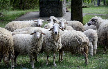 Obraz na płótnie Canvas sheep and lamb