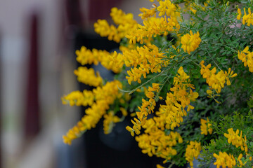 Selective focus of yellow flowers with green leaves in the garden, Genista canariensis or Canary broom is a species of flowering plant in the legume family Fabaceae, Nature floral background.
