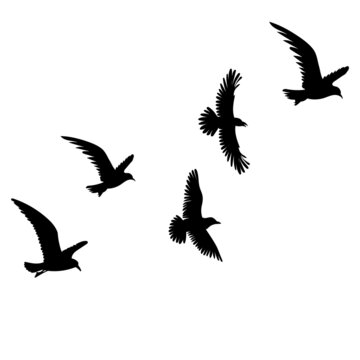 birds flying silhouette, on white background, isolated, vector