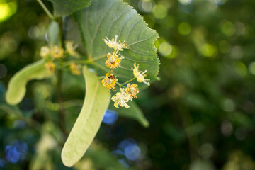 Tilia, linden tree, basswood or lime tree with unblown blossom. Tilia tree is going to bloom. A bee gathers lime-colored honey