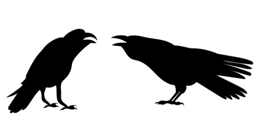 crows silhouette, on white background, isolated, vector