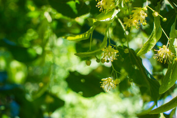 Tilia, linden tree, basswood or lime tree with unblown blossom. Tilia tree is going to bloom. A bee gathers lime-colored honey