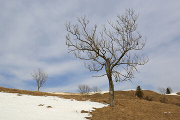 leafless trees in spring mountains