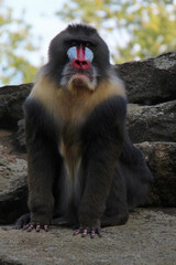 mandrill in a zoo in germany