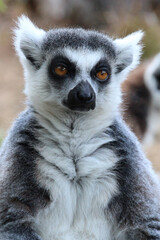 lemur (maki catta) in a zoo in france