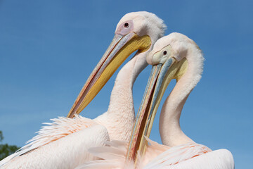 pelican in a zoo in france