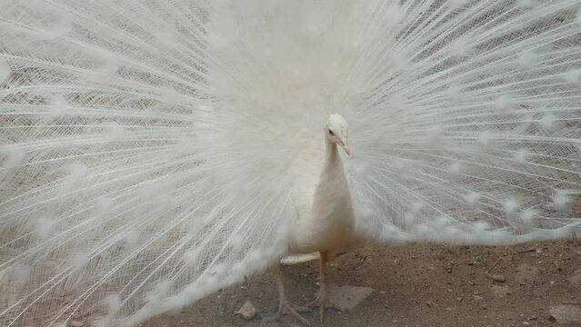 Close up footage of beautiful white peafowl, Albinos Peafowl.
