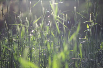 Young grass at sunset in a clearing in the park
