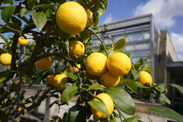 Citrus volkameriana, Rutaceae family.