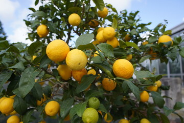 Citrus volkameriana, Rutaceae family.