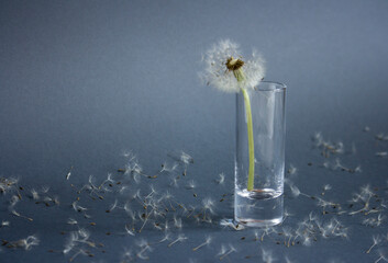 Still life of dandelion in small glass vase on dandelion seeds background