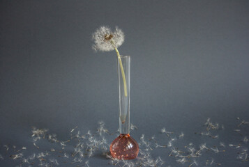 Still life of dandelion in small glass vase on dandelion seeds background