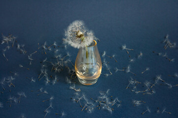 Still life of dandelion in small glass vase on dandelion seeds background