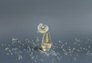 Still life of dandelion in small glass vase on dandelion seeds background