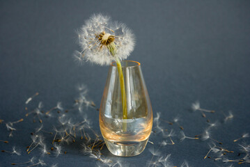 Still life of dandelion in small glass vase on dandelion seeds background
