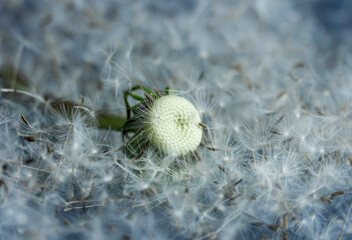 Dandelion seeds background