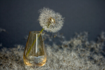 Still life of dandelion in small glass vase on dandelion seeds background