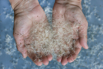 Hands holds dandelion seeds