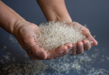 Hands holds dandelion seeds