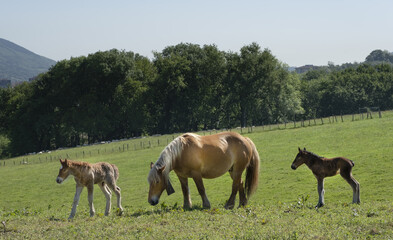 Horse with foals grazing in the green meadows