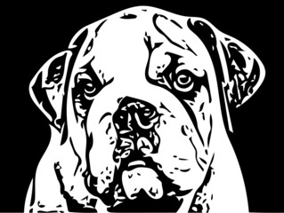 black and white dog closeup