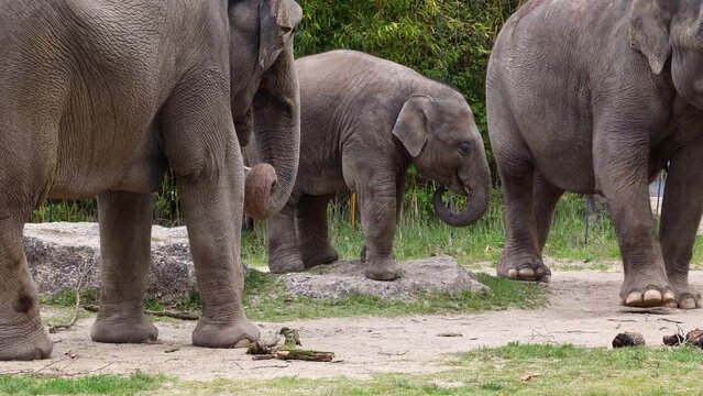 The Asian or Asiatic elephant, Elephas maximus is the only living species of the genus Elephas and is distributed in Southeast Asia from India and Nepal in the west to Borneo in the east.
