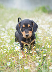 A small puppy looks at the camera and sits in the green grass. For an article about dogs, veterinary clinic. Printing on a calendar, notepad, banner, website.