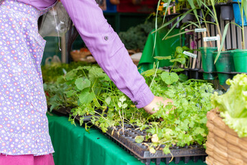 Unrecognizable peasant woman choosing plants in a traditional latin american marketplace