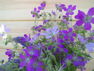 purple flowers on wooden wall background