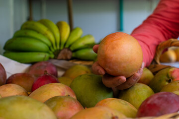 Close-up of a female farmer's hand holding a large mango