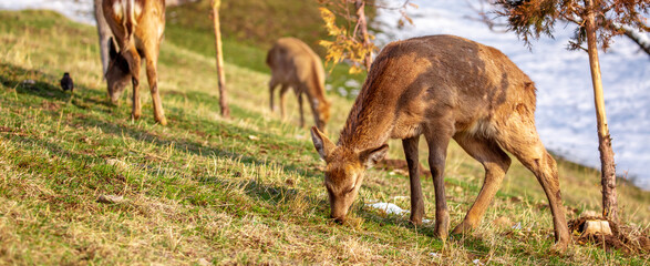 Beautiful spotted deer in the mountains against the background of green grass and snow. Fairytale spring landscape with wild animals.