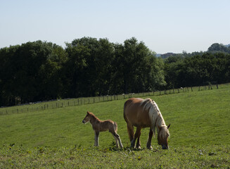 Horse with foals grazing in the green meadows
