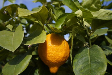 Citrus limonimedica, Rubra, Rutaceae family. Berggarten, Hanover.