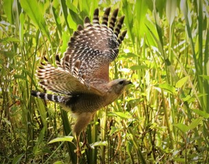 Red-Shouldered Hawk 