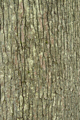 Borke -Rinde- Baumstamm