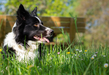 A gorgeous border collie puppy dog looks cautiously around him, lying on the ground in the lawn on a beautiful sunny day.