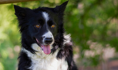 A close-up of a border collie puppy dog looking curious at the world