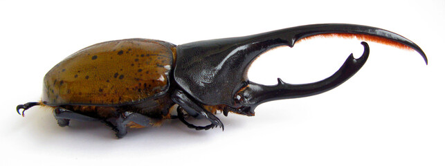 Largest horn beetle Dynastes hercules isolated. Collection of beetles. Entomology. Taxidermy....