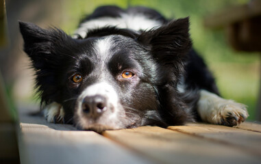 A cute puppy border collie dog is dozing on a bench in the woods